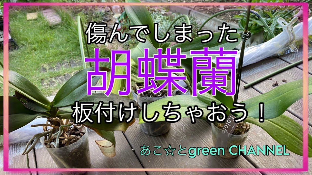 根が傷んできてしまった胡蝶蘭を板付けしてしまおう❣️ #観葉植物　