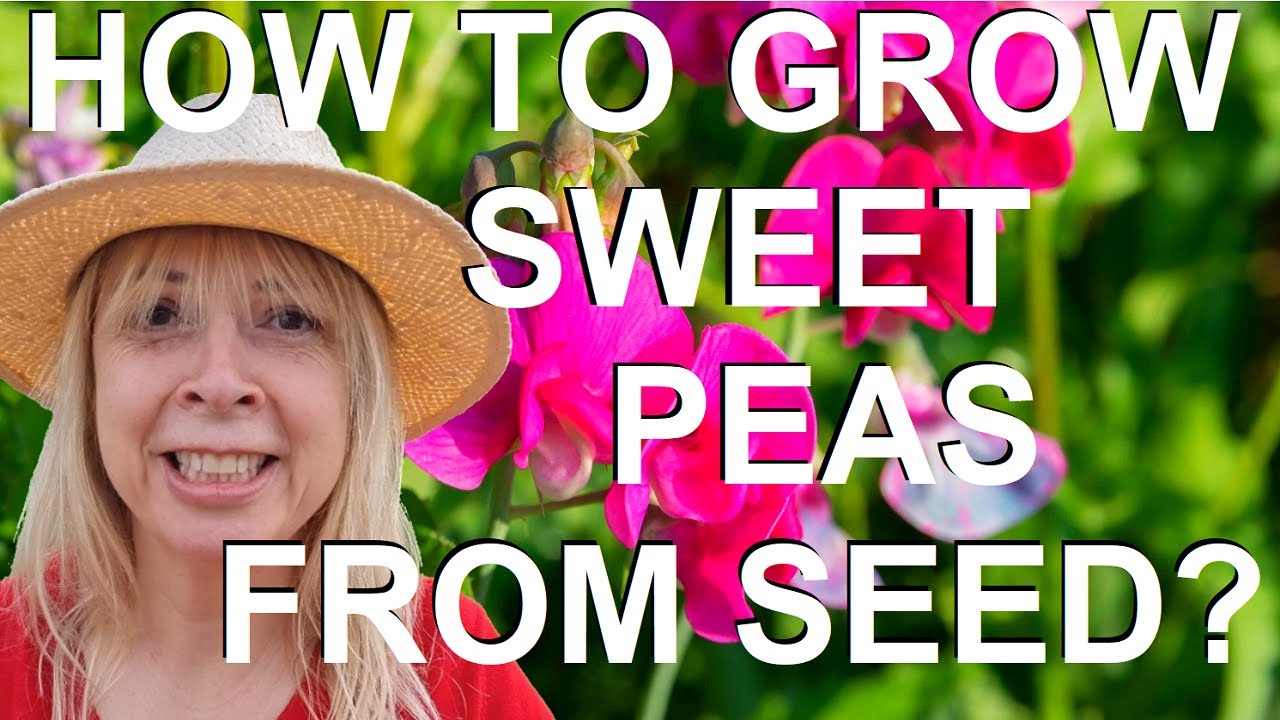 How to Sow, Grow and Germinate Sweet Peas from Seed  - Lathyrus odoratus