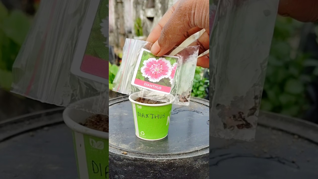 How to grow Dianthus flower from seeds #rooftopgarden #shortsfeed#youtubeshorts#rooftopgardens