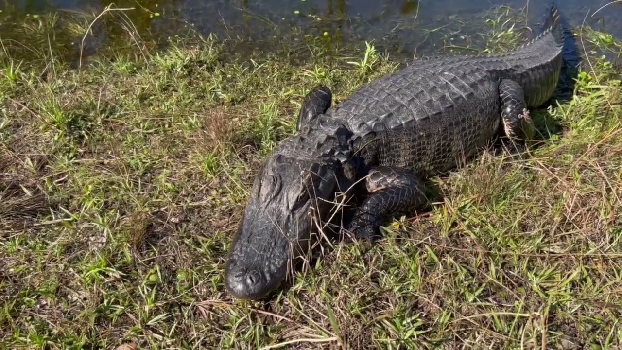 Alligator Hissing