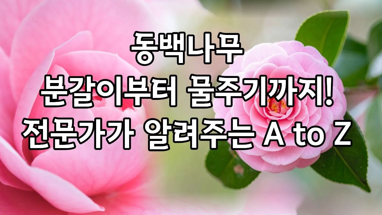 실패없는 동백나무 키우기! 꽃몽우리 많이 다는 방법까지 알려드려요👍