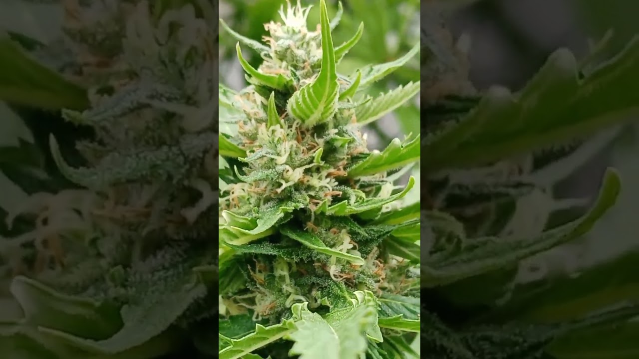 64​ DAY​ WEEK​ 10​ BCN​ CRITICAL​ XXL​ AUTO​ NORTH​TER​ LIGHT​ PHOTOPER​IOD​ SEED​ STOCKERS​ 🍊🍭🍪🧀🍋🥦