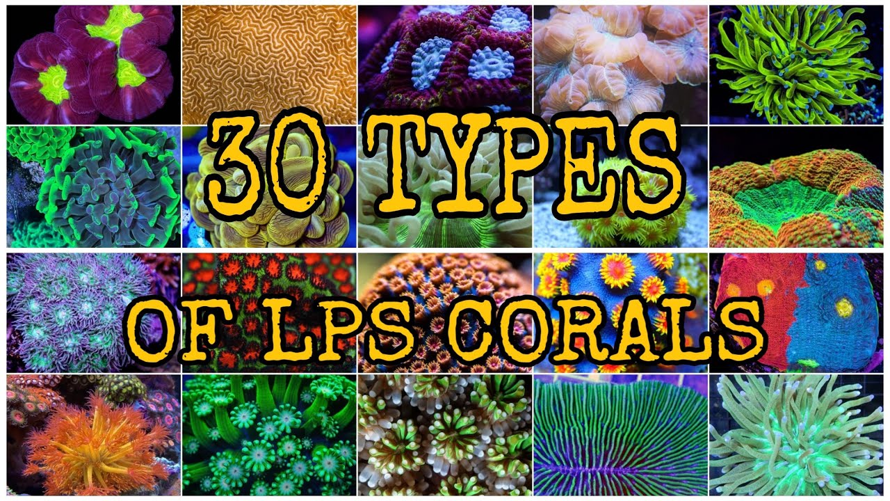 30 TYPES OF LPS CORALS