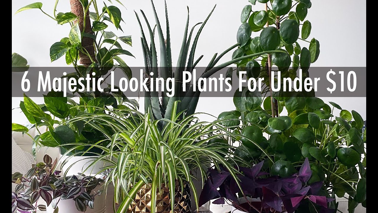 6 Cool and Easy Houseplants Under $10 | Don&rsquo;t Chase the Rare Plants