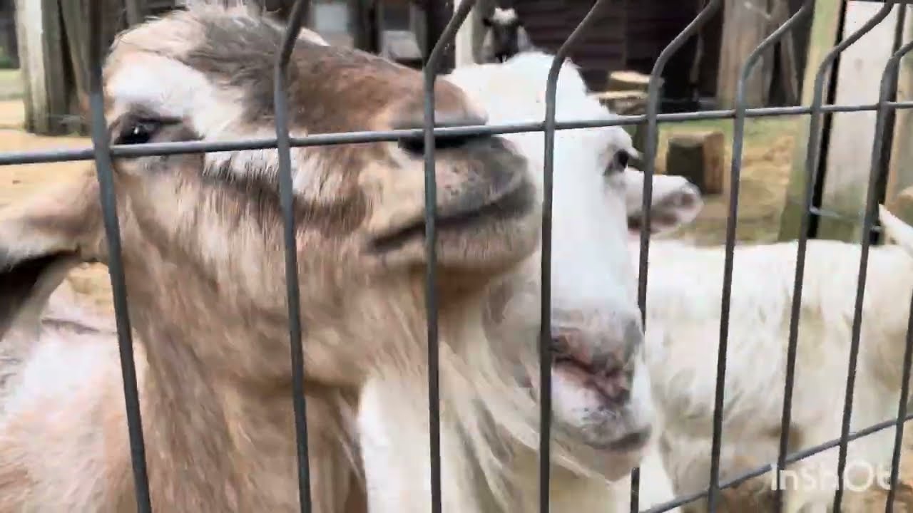 Feeding animals #animals