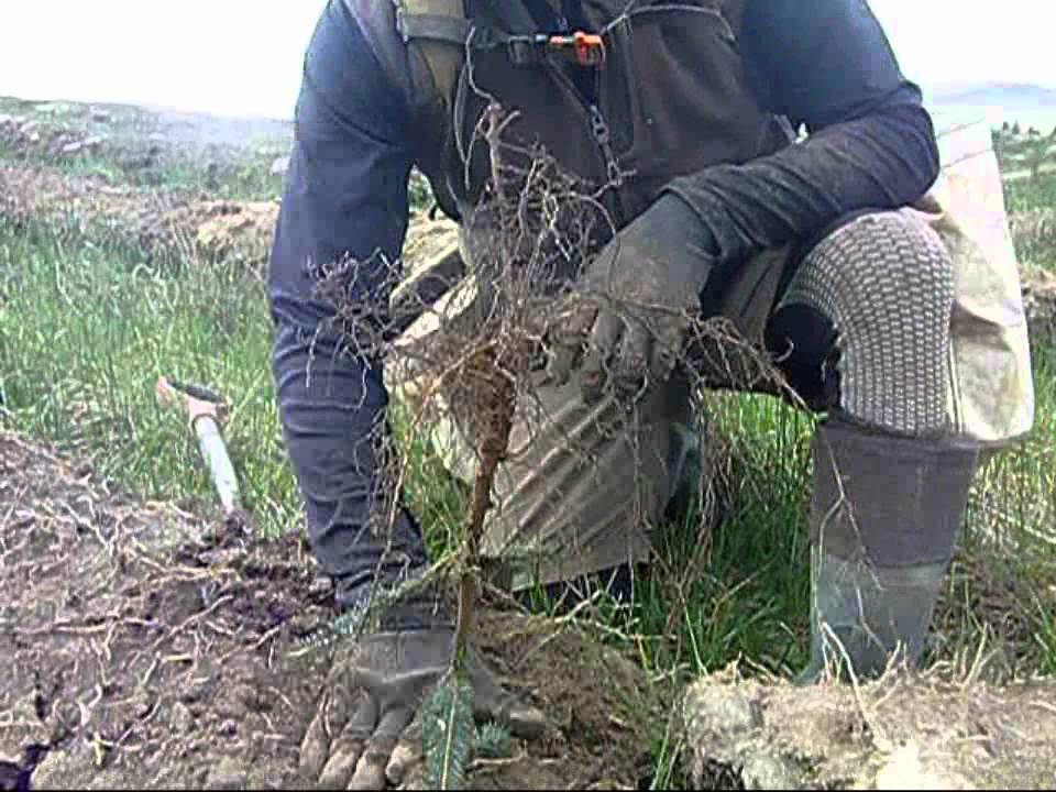 Tree planting Scotland
