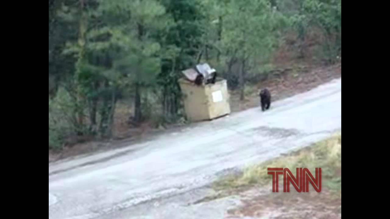 Bear Ladder - People Save Baby Bears from Dumpster in Woods