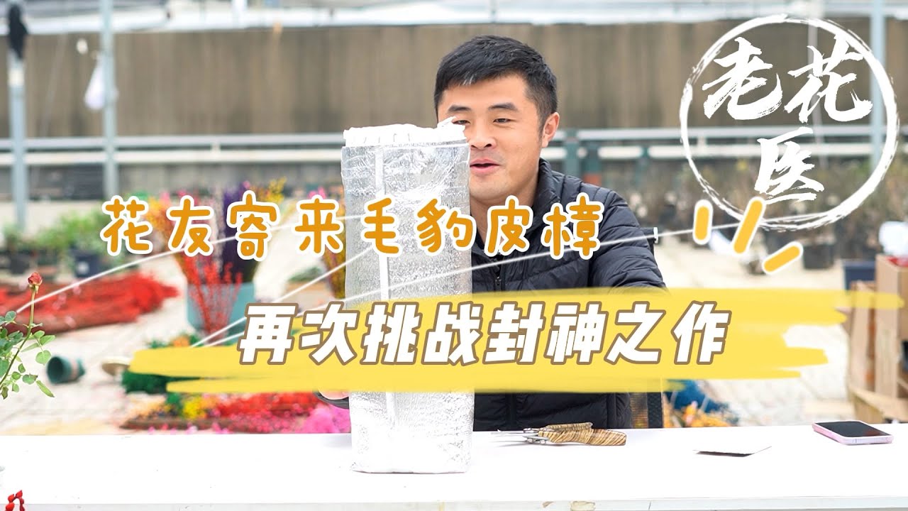【寄养】花友寄养毛豹皮樟，再次挑战老花医封神之作，这次能否成功？A fan asked Laoihuayi to save his Litsea coreana. Can he succeed?