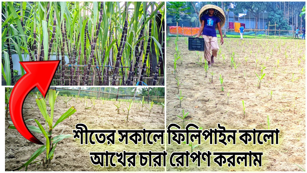 শীতের সকালে ফিলিপাইন কালো আখের চারা রোপণ করলাম। Philippines black sugarcane farming in Bangladesh