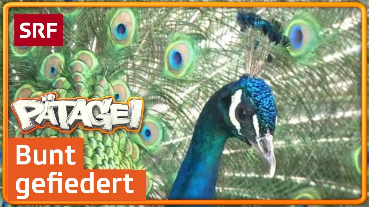Der Pfau &ndash; K&ouml;nig des Zoos | P&auml;tagei | SRF Kids &ndash; Kindervideos