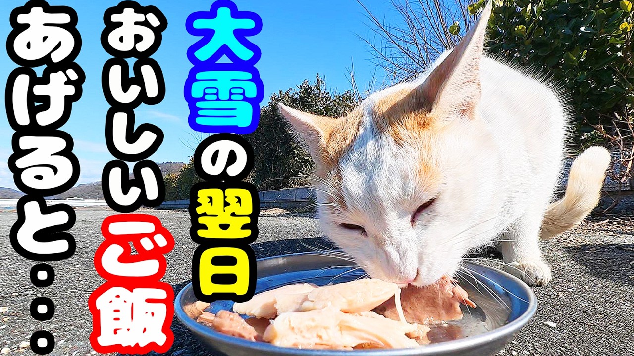 大雪の次の日にご飯をもっていくと・・・ さくらねこたちへのエサやり【視聴だけでも猫を助けることになります】支援者様 視聴者様 猫たちに神のご加護を！野良猫の感動猫動画