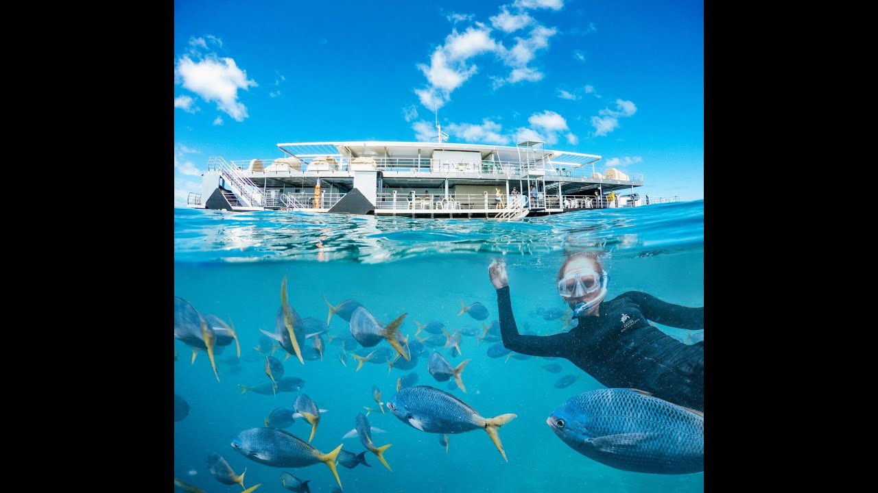 Cruise Whitsundays Hardy Reef Pontoon | Whitsundays Reef Tour #whitsundays #snorkelling #reefworld