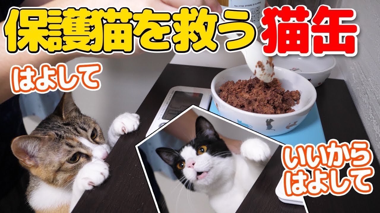 いい匂いに口パクパク！保護猫を救う猫缶が美味しすぎてどうにかなっちゃった猫「M-can PROJECT」
