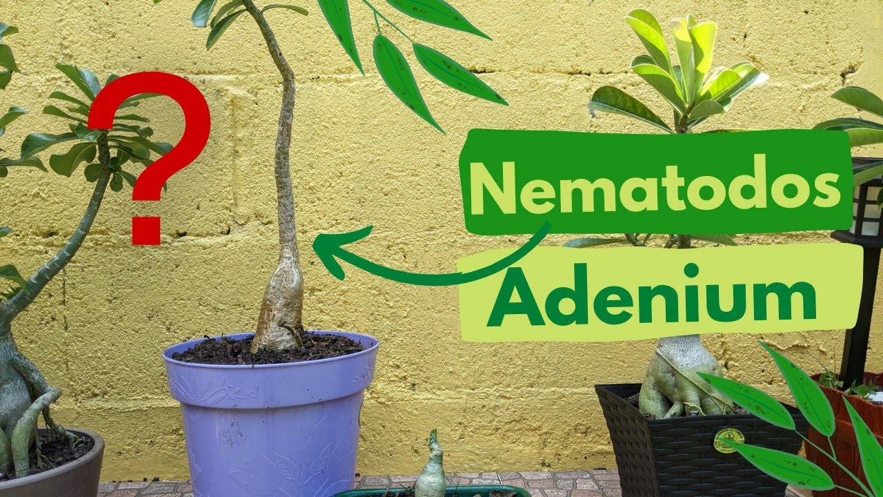 Nematodos en tu Adenium ?? 👀🤔