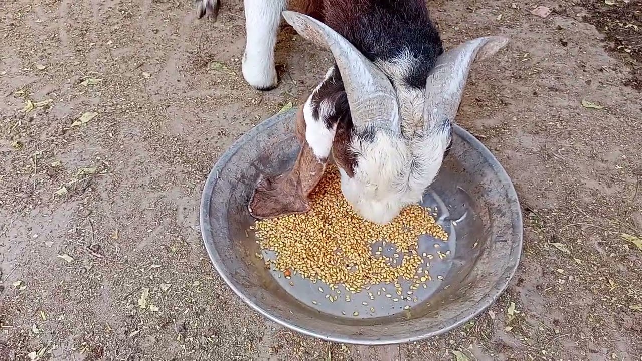 Breeder Bakra ki khurak/diet