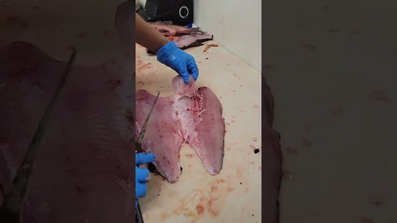 fillet a boneless Whitefish