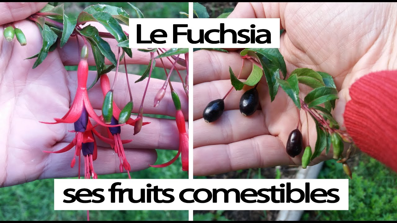 Fuchsia - un arbuste aux fruits comestibles -  Les Jardins de La Tine