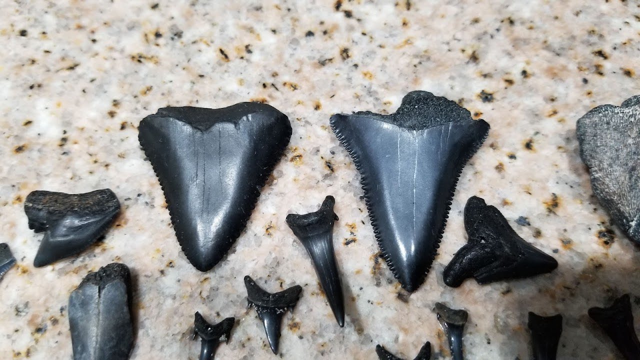 Myrtle Beach Shark tooth hunting 2022.