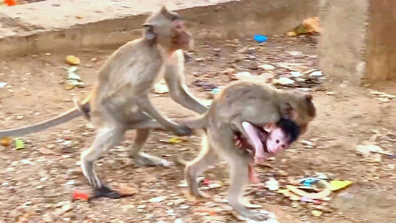 Live: Cute Baby CHARA Starts Walking with Shaky Steps — Tries to Reach Sister CHAGO.