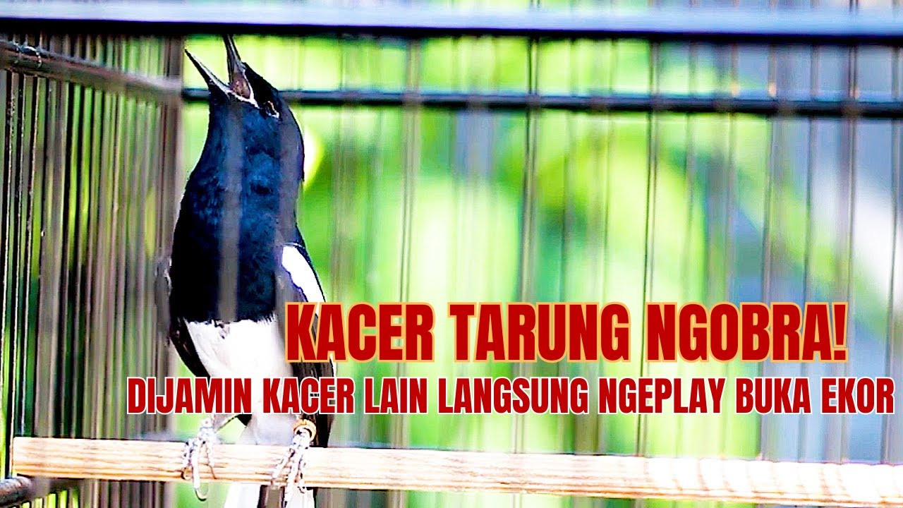 Kacer Tarung Ngobra! Dijamin kacer Lain Langsung Ngeplay Buka Ekor