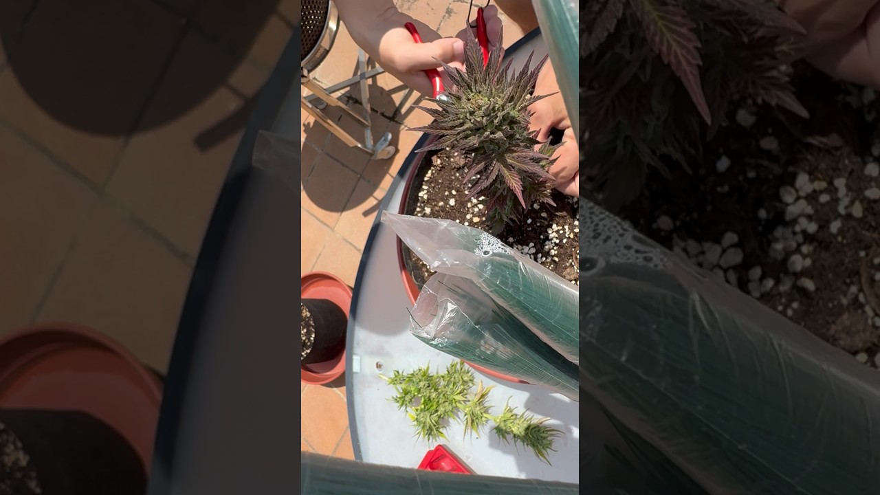 Срезаю автоцвет bruce banner auto by sweetseeds #план #гровер #тгк #органика #микориза #мокрый #тгк