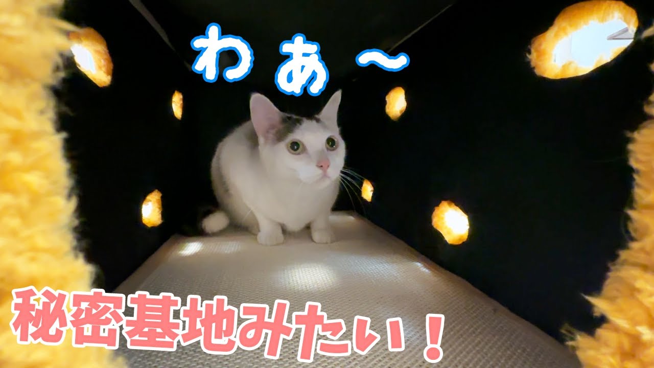 猫たちに隠れ家つきの最高なベッドをプレゼントしました！！