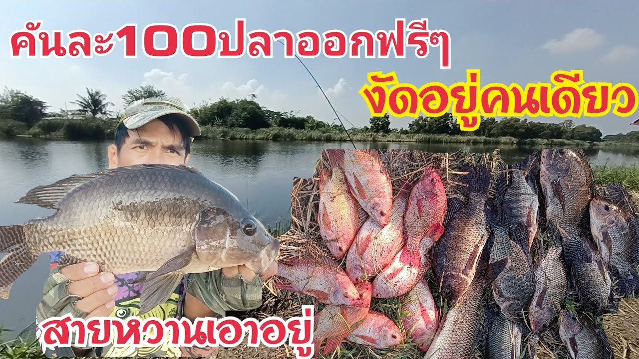 ดึง วัด งัด อยู่คนเดียว ตกปลาบ่อเหมาคันละ100ปลาออกฟรีไม่ต้องชั่ง บ่อรวมพลคนหน้าดินฟิชชิ่ง