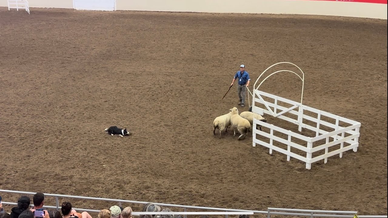 Hendrix - Round 1 at the World Stockdog Championships (Calgary Stampede)