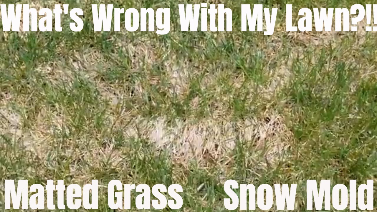 Matted Grass?!! How to repair snow mold fungus and winter die out thatch.