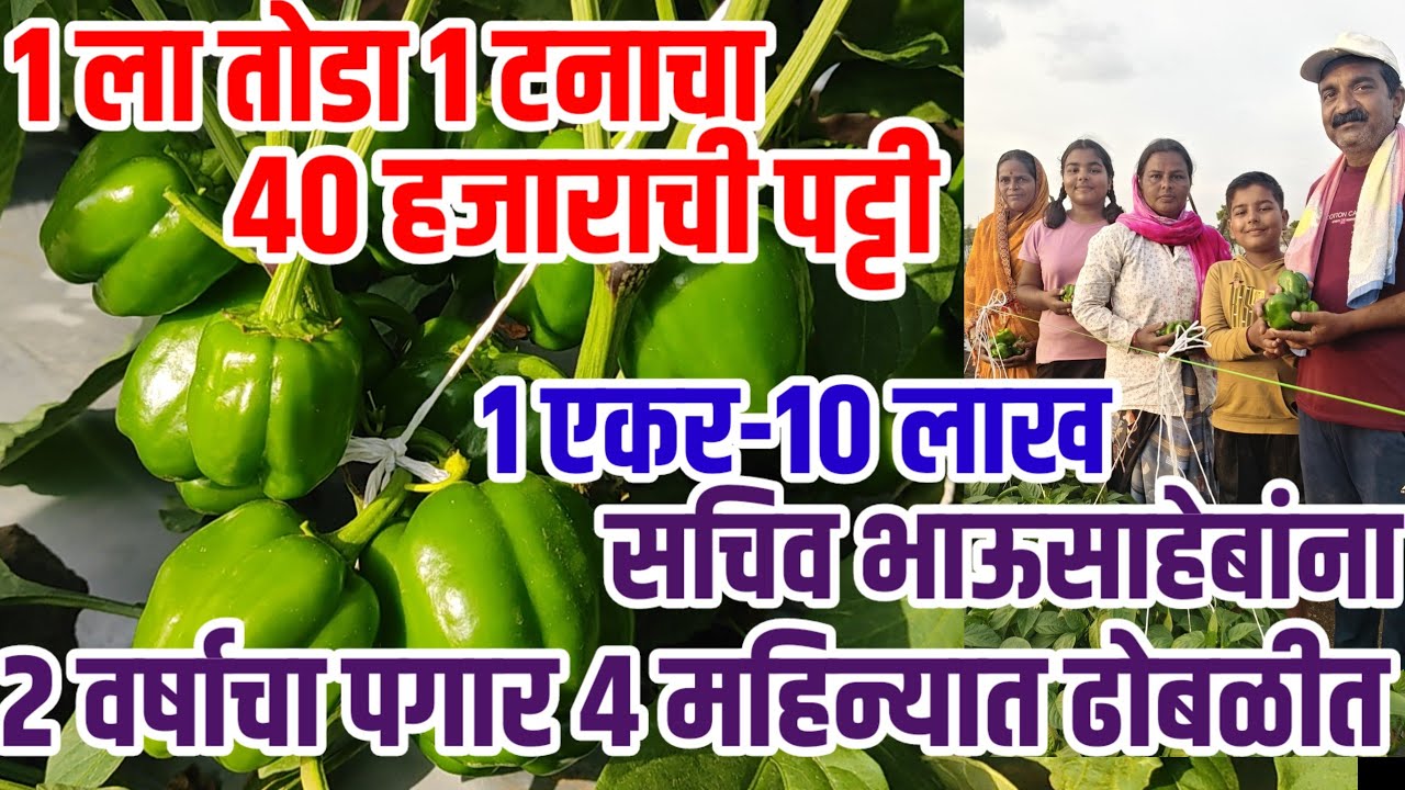सचिव भाऊसाहेबांना परवडली simla,पगाराच्या 10पट जादा पैसा,1ला थोडा 1टनाचा,3महिन्यात एकरात 10 लाख,Chili