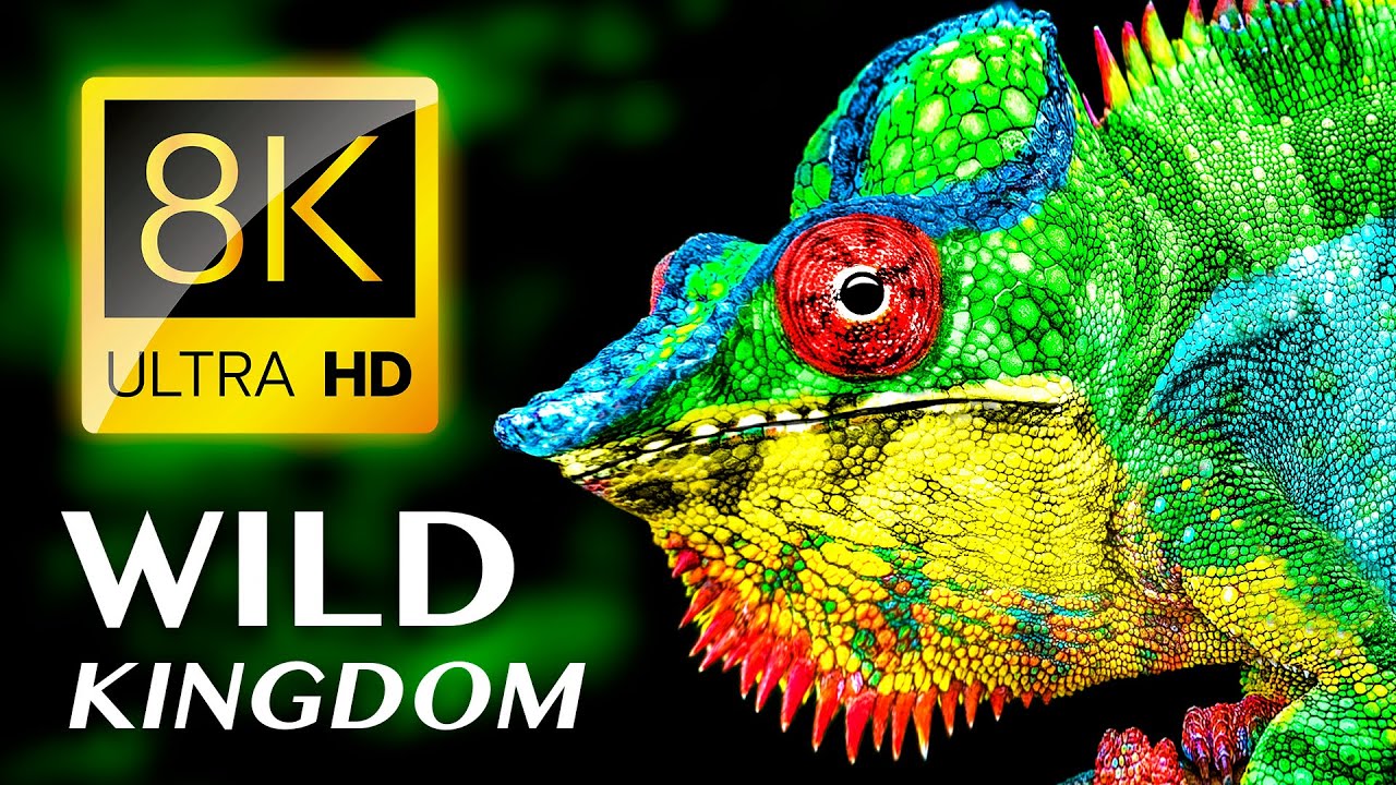 ДИКОЕ КОРОЛЕВСТВО: Самые красивые животные 8K ВИДЕО ULTRA HD