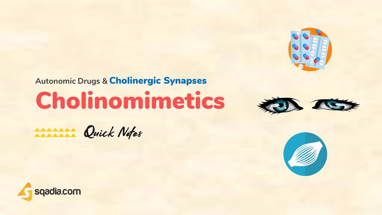 Autonomic Drugs and Cholinergic Synapses | Cholinomimetics