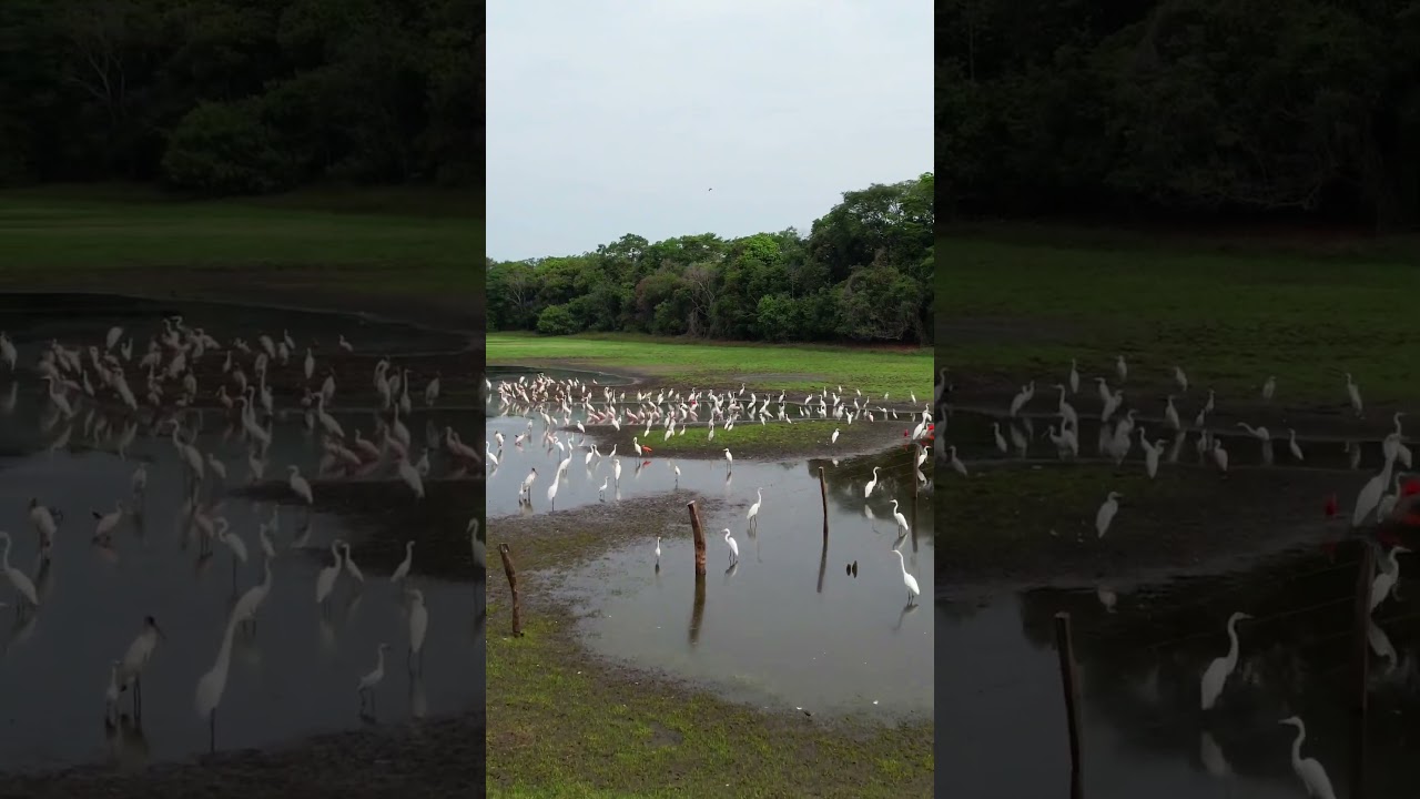 Garzas en Estero #aves #garza #fauna #llano #nature #naturaleza #estero