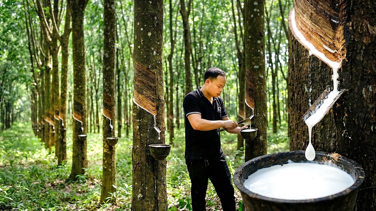 Primitive Skills: How Natural Rubber Is Made from Tree Sap |  Start to Finish