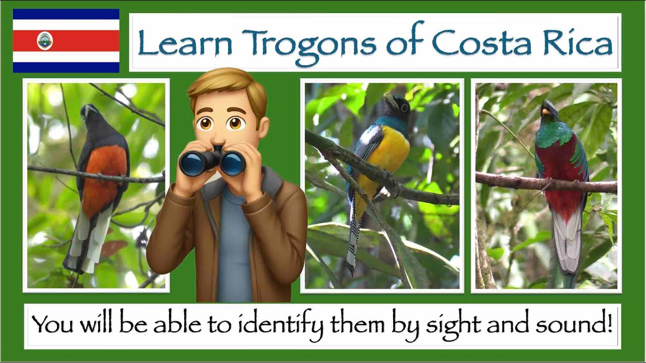 Learn to identify Costa Rica Trogons by sight and sound!
