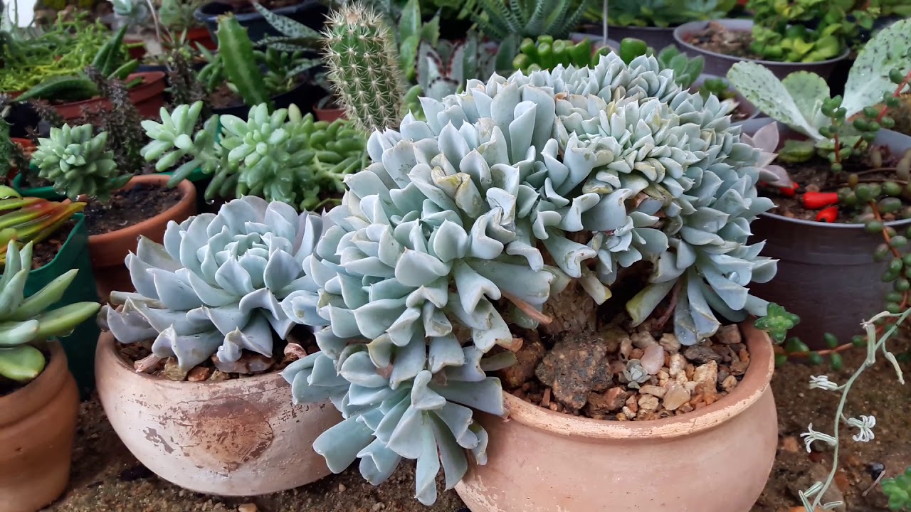 Voltando de viagem:  como estão os cactos e suculentas❤🌵