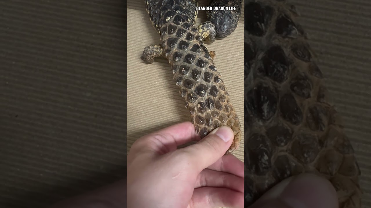 ASMR! Pinecone Lizard Shedding Skin Old #reptiles #lizard #asmr #pineconelizard