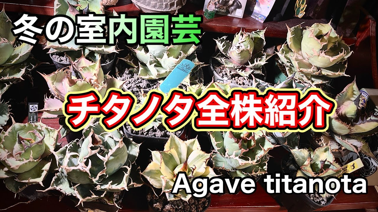 【冬の室内園芸】アガベチタノタ全株紹介！こだわりの株を一挙公開！