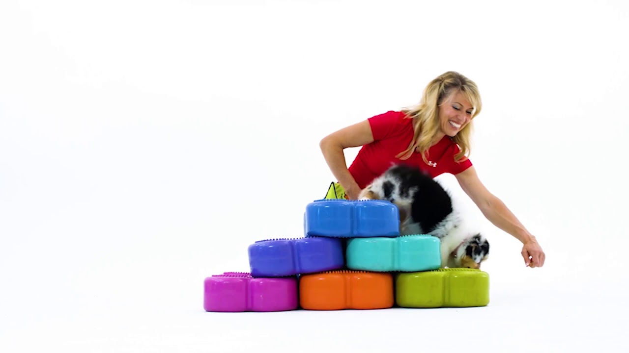 Canine Conditioning Fitness Coach [Certification Course]