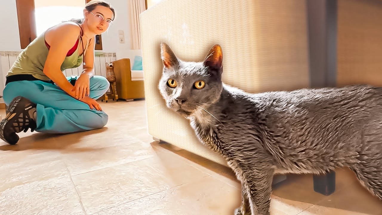 Jemand hat diese Katze von einer Klippe geworfen... wir haben ihre Familie gefunden!