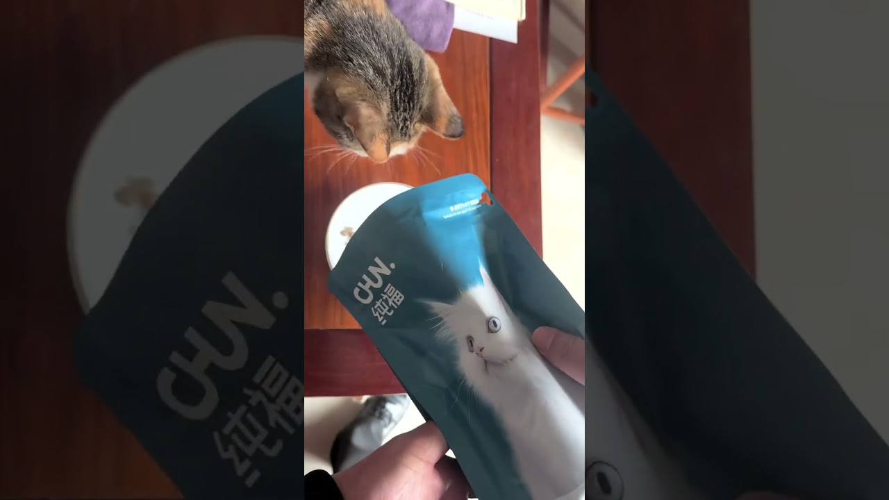 Unbelievable! Pregnant Cat Found While Fishing, Birth Surprise
