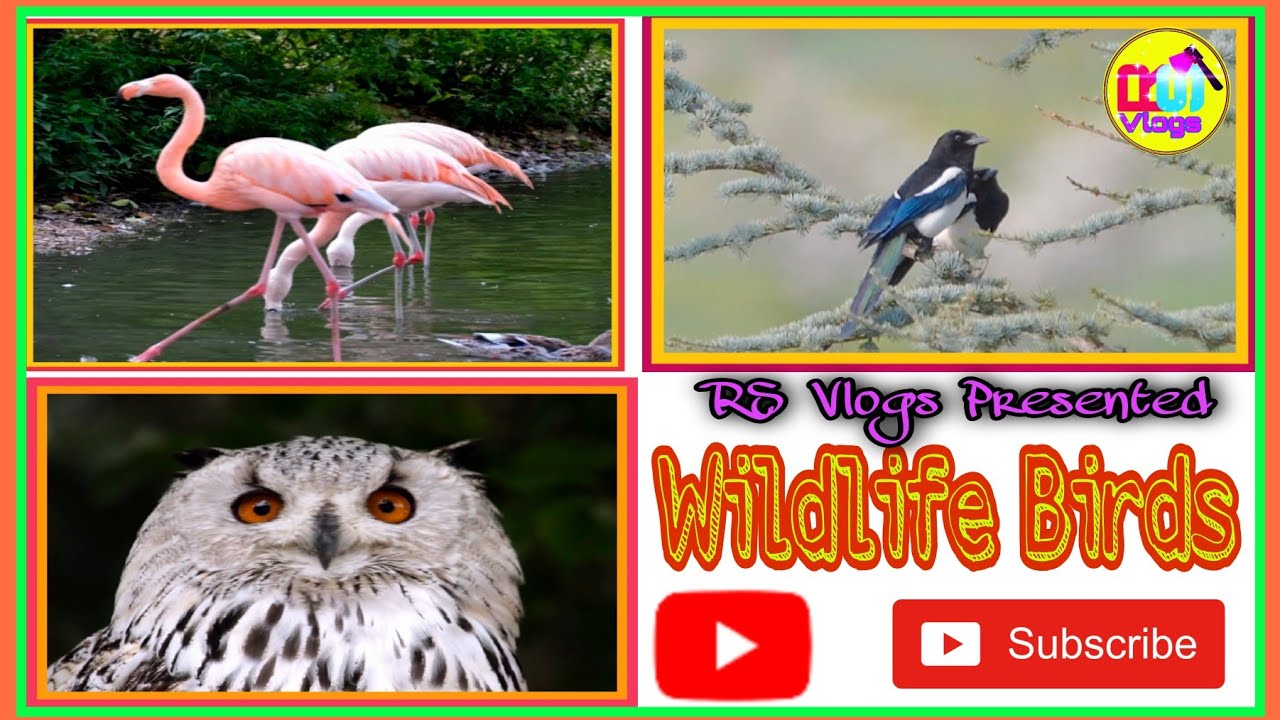 Wildlife Birds ! American Flamingo, Eurasian Magpie, Snowy Owl ! RS Vlogs ! Shriya ! #wildlifebirds.