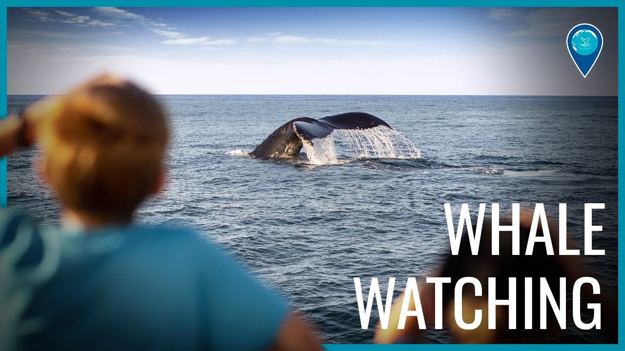 Whale Watching in Stellwagen Bank National Marine Sanctuary