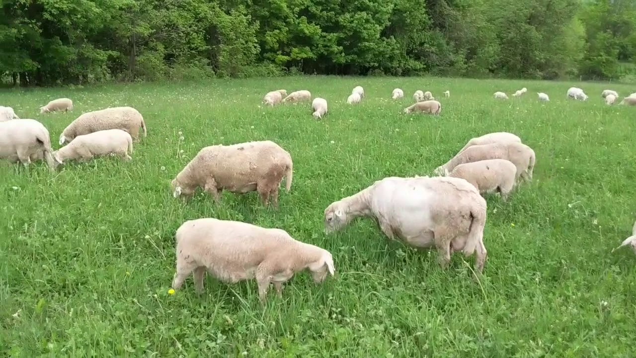 Shedding White Dorper Ewes