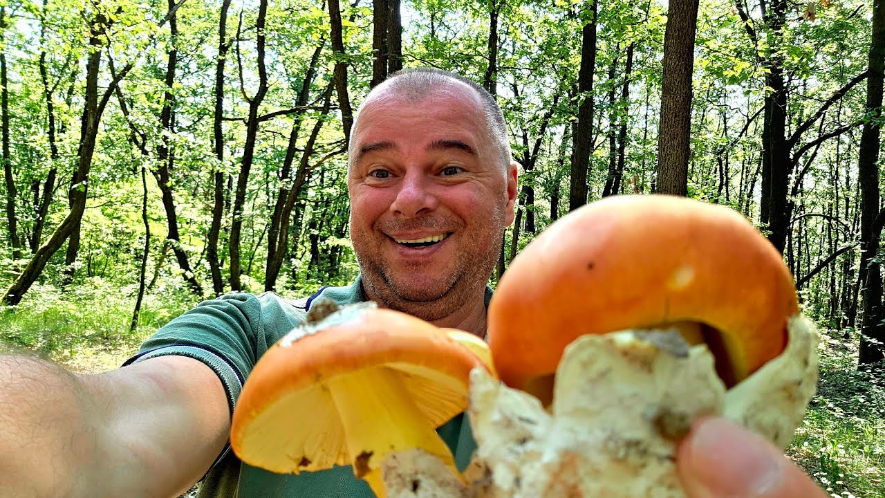 Din pădure direct în farfurie! Am găsit primele Crăițe 2025!