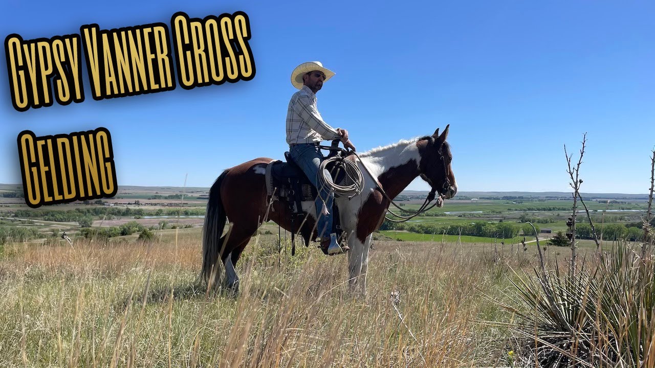 Gypsy Vanner Cross Gelding
