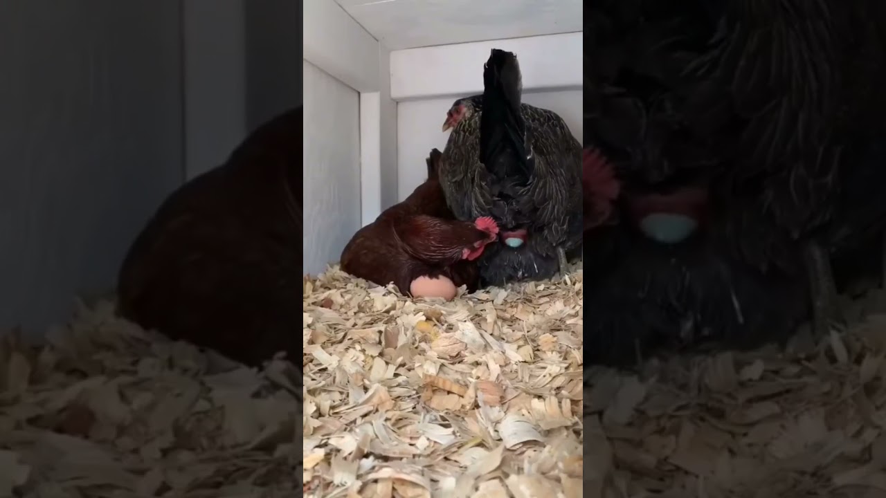 Gallina Poniendo Un Huevo 😍🐔