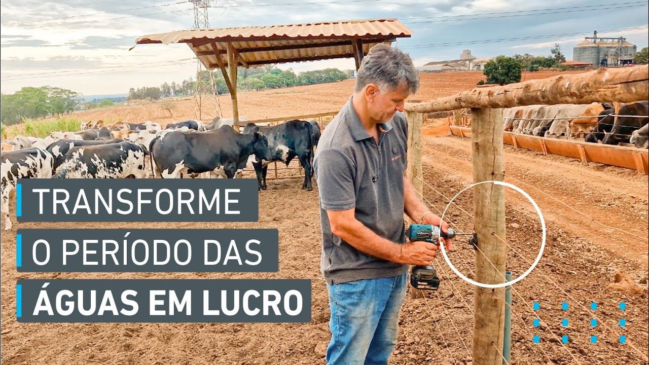 TRANSFORME O PERÍODO DAS ÁGUAS EM LUCRO: DICAS INFALÍVEIS PARA MAXIMIZAR A PRODUÇÃO DE CAPIM E GADO!