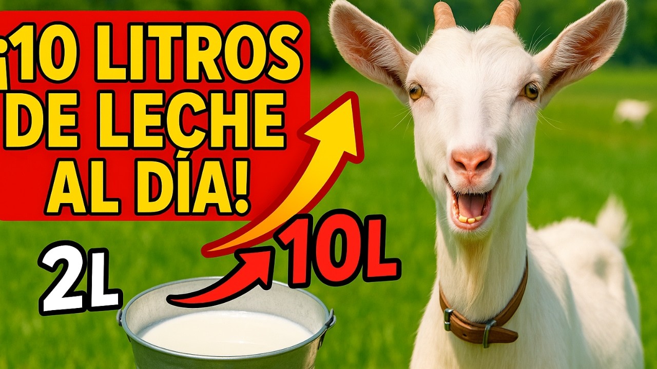 C&oacute;mo Hacer Que Tus Cabras Produzcan 10 Litros de Leche Diario &ndash; &iexcl;El Secreto Que Nadie Te Cuenta!