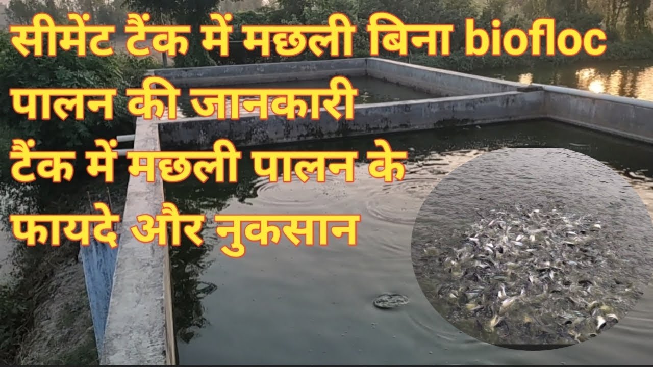 Fish farming in cement tank machli palan me tank aur talab dono me fayde aur nuksaan ki jankari